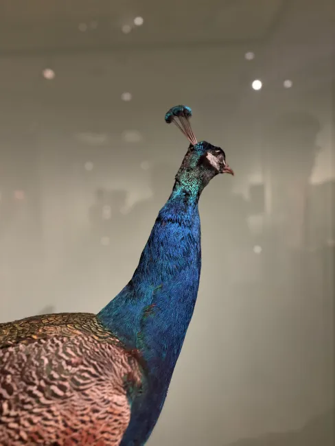 Deutschland und Natur Ausstellung im Deutschen National Museum