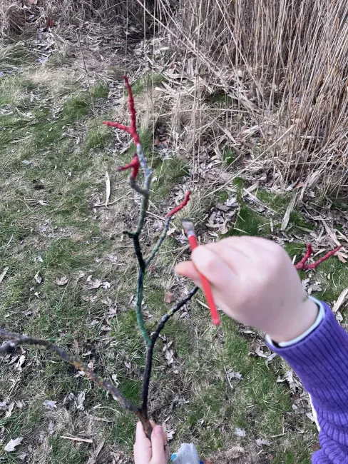 At KidsKultur, the children explored the forest and park